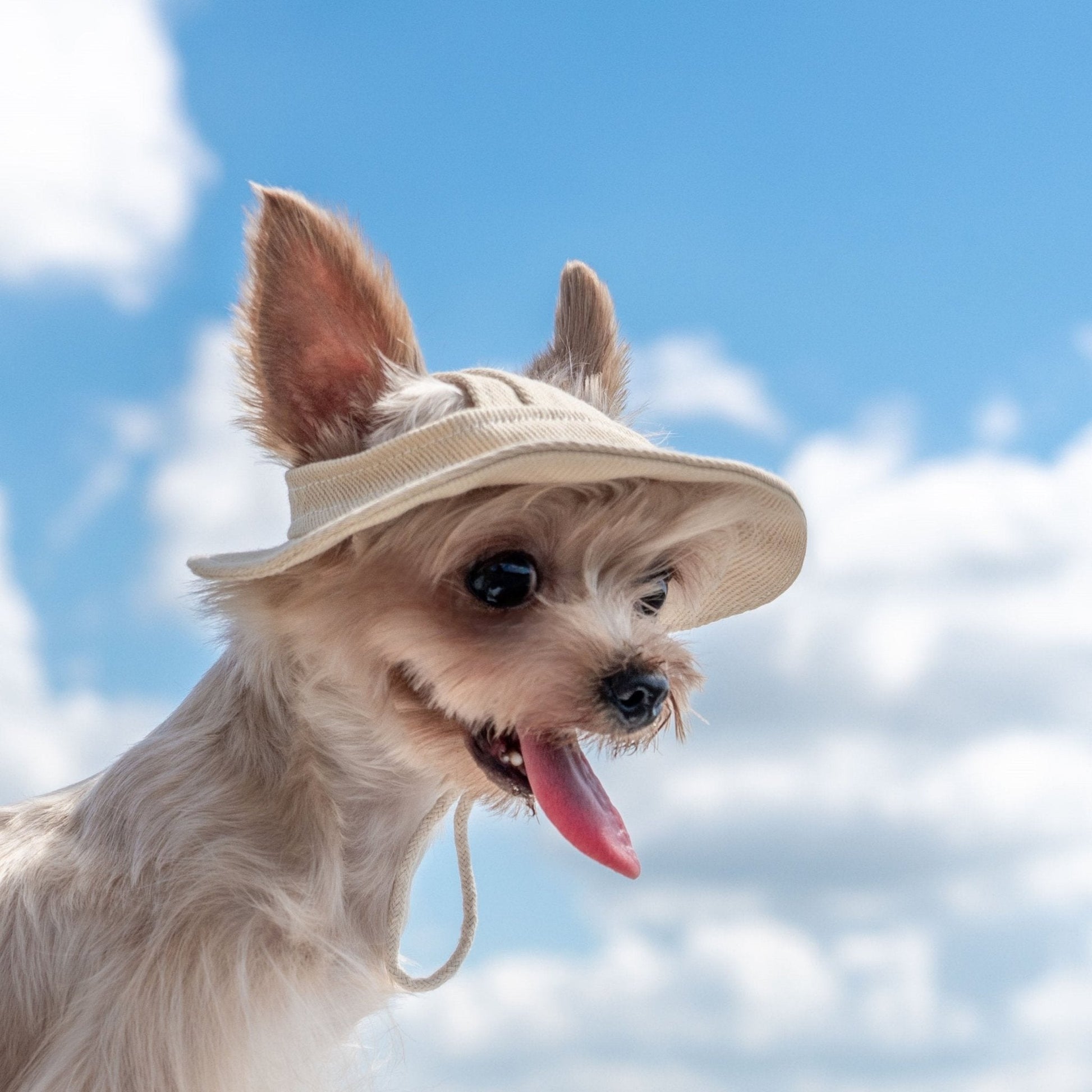 Colorful Summer Sun Hat with Ear Holes for Toy Dogs - PIKAPIKA