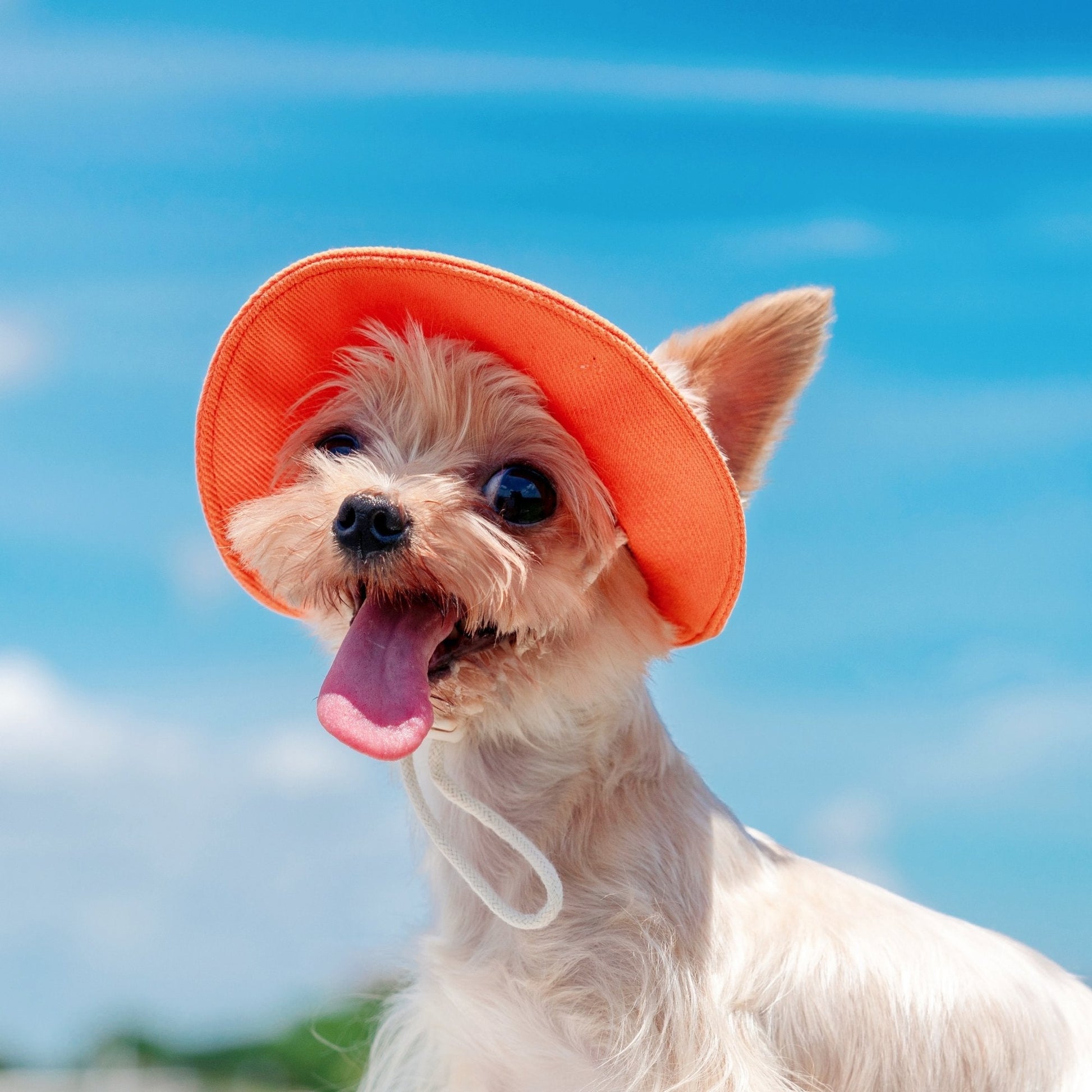 Colorful Summer Sun Hat with Ear Holes for Toy Dogs - PIKAPIKA
