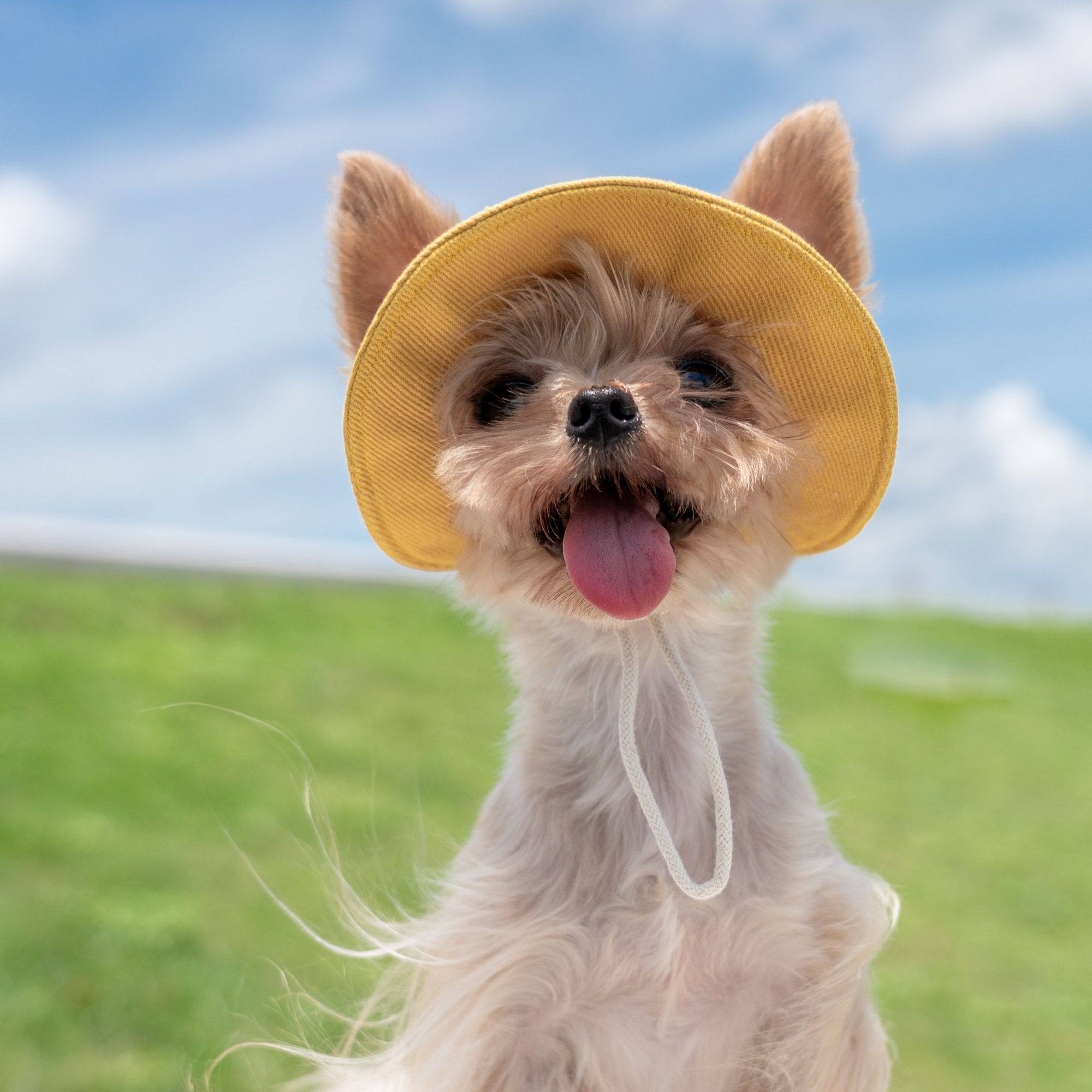 Colorful Summer Sun Hat with Ear Holes for Toy Dogs - PIKAPIKA