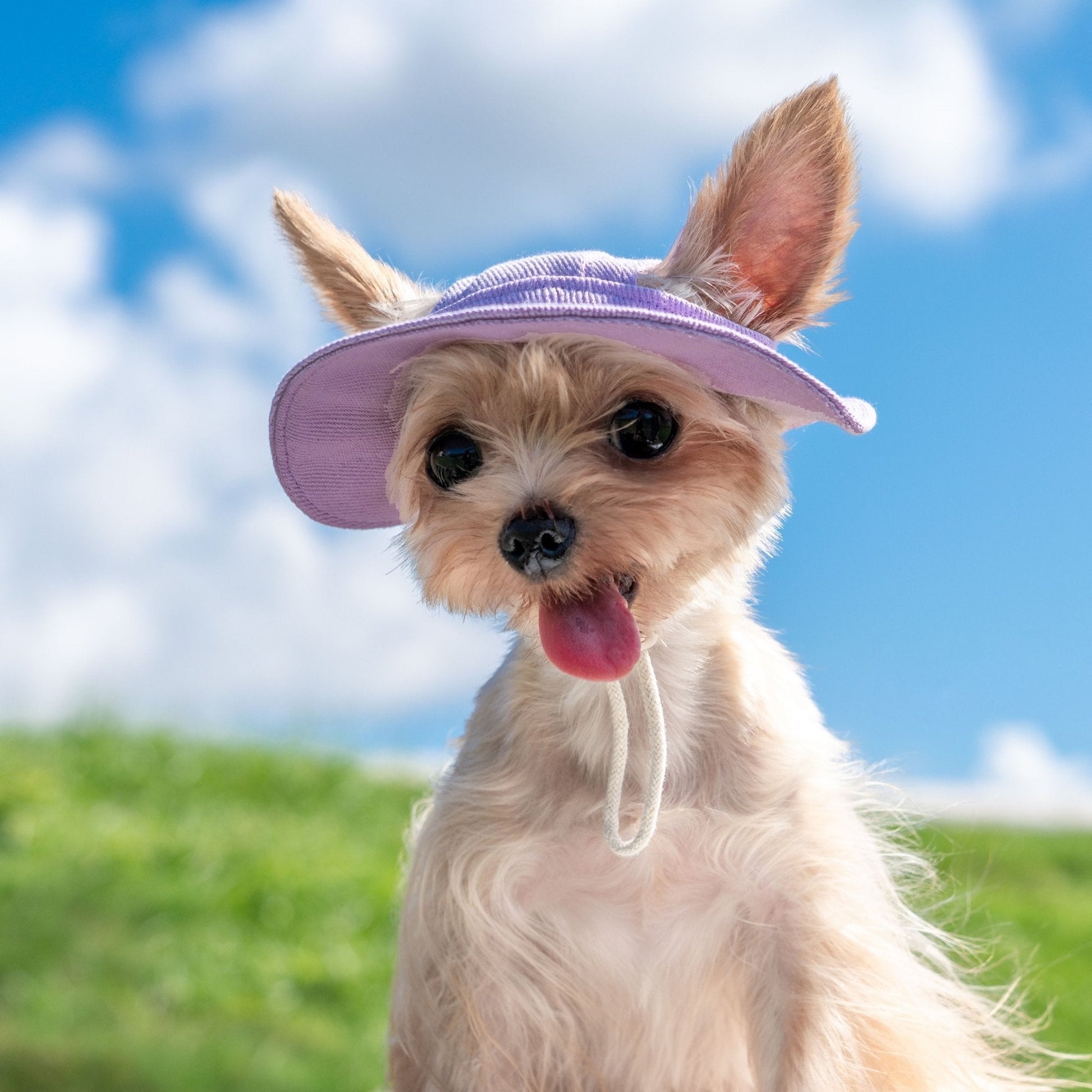 Colorful Summer Sun Hat with Ear Holes for Toy Dogs - PIKAPIKA