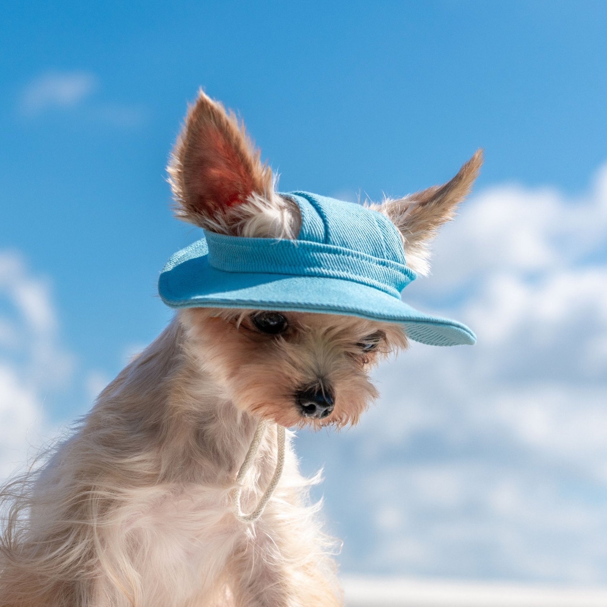 Colorful Summer Sun Hat with Ear Holes for Toy Dogs - PIKAPIKA