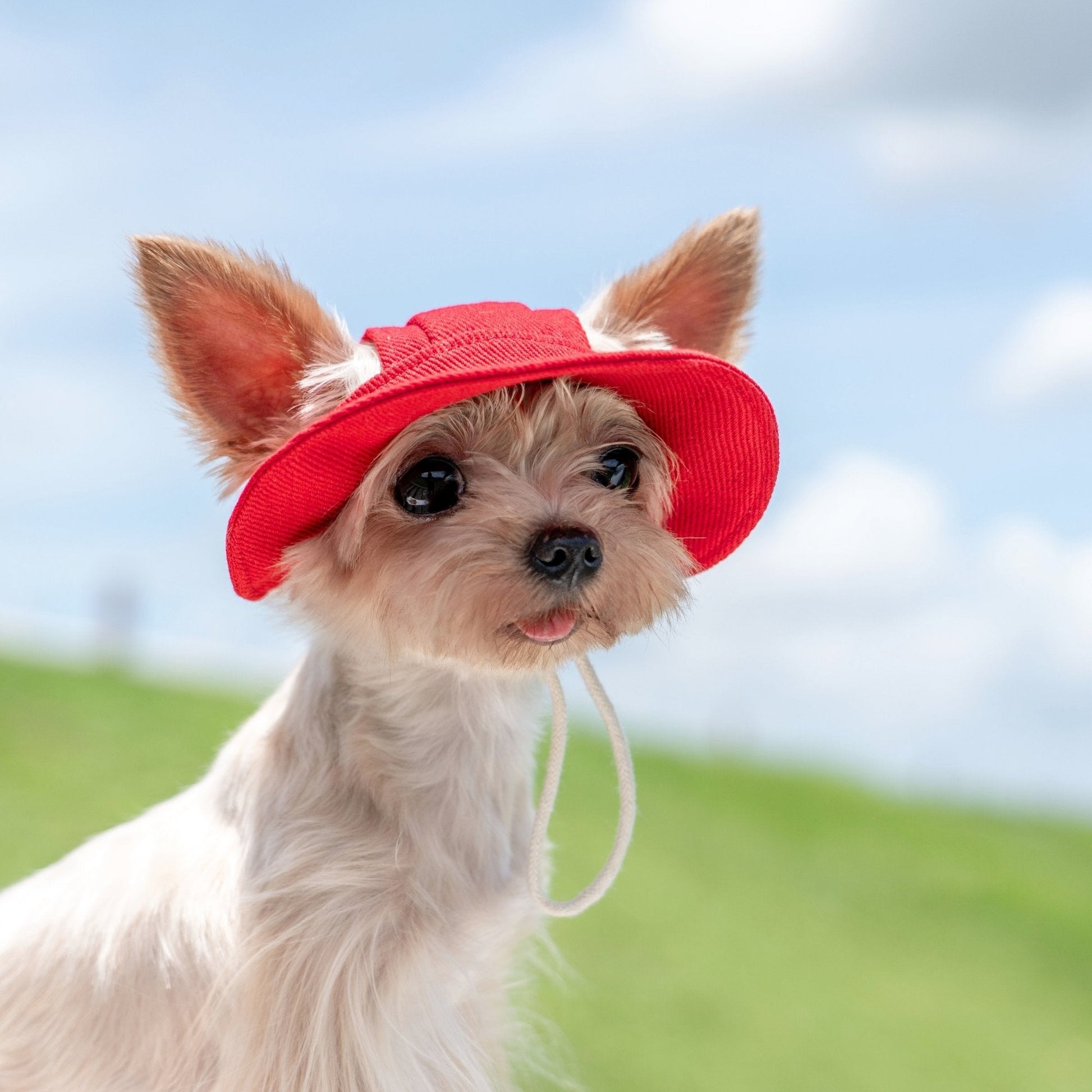 Colorful Summer Sun Hat with Ear Holes for Toy Dogs - PIKAPIKA