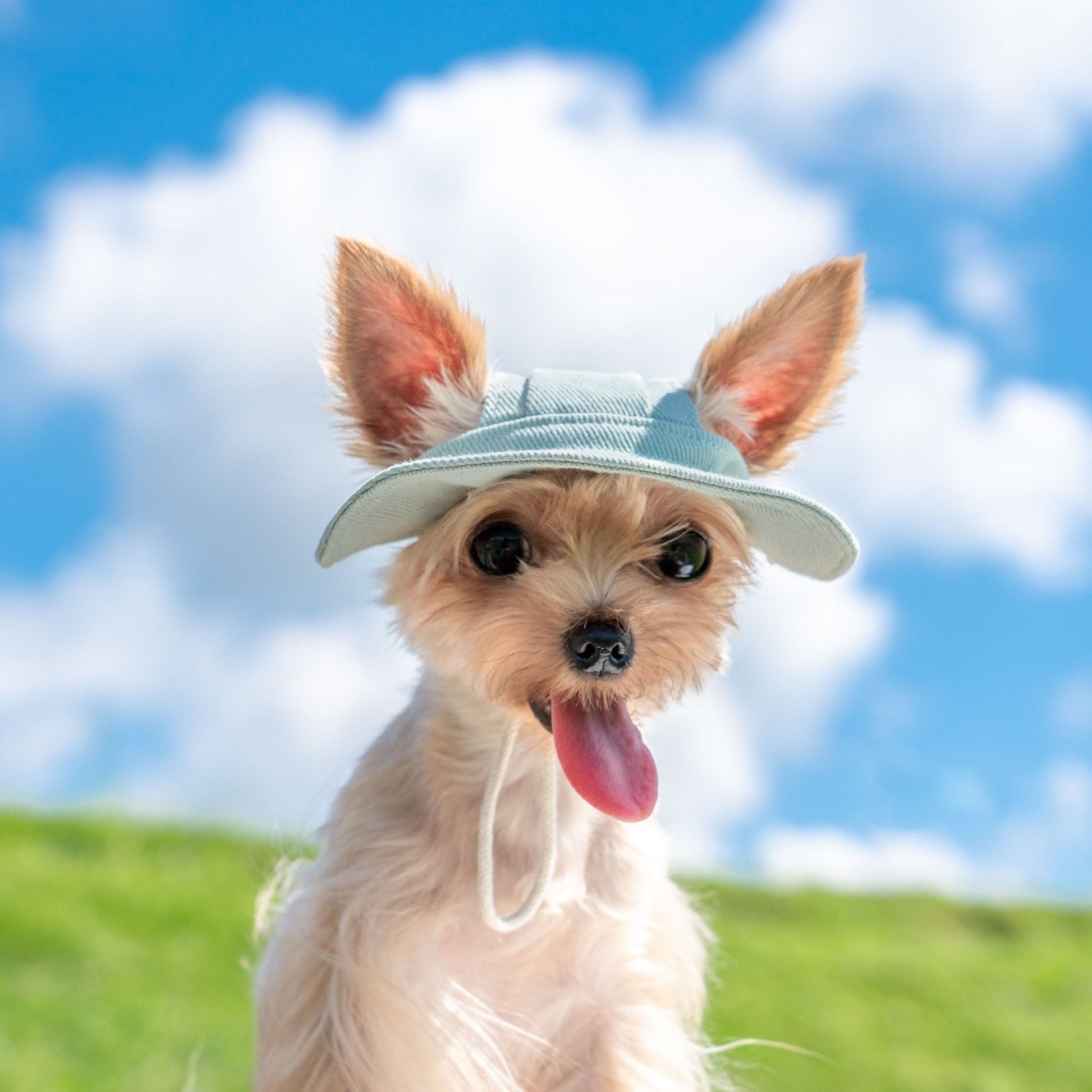 Colorful Summer Sun Hat with Ear Holes for Toy Dogs - PIKAPIKA