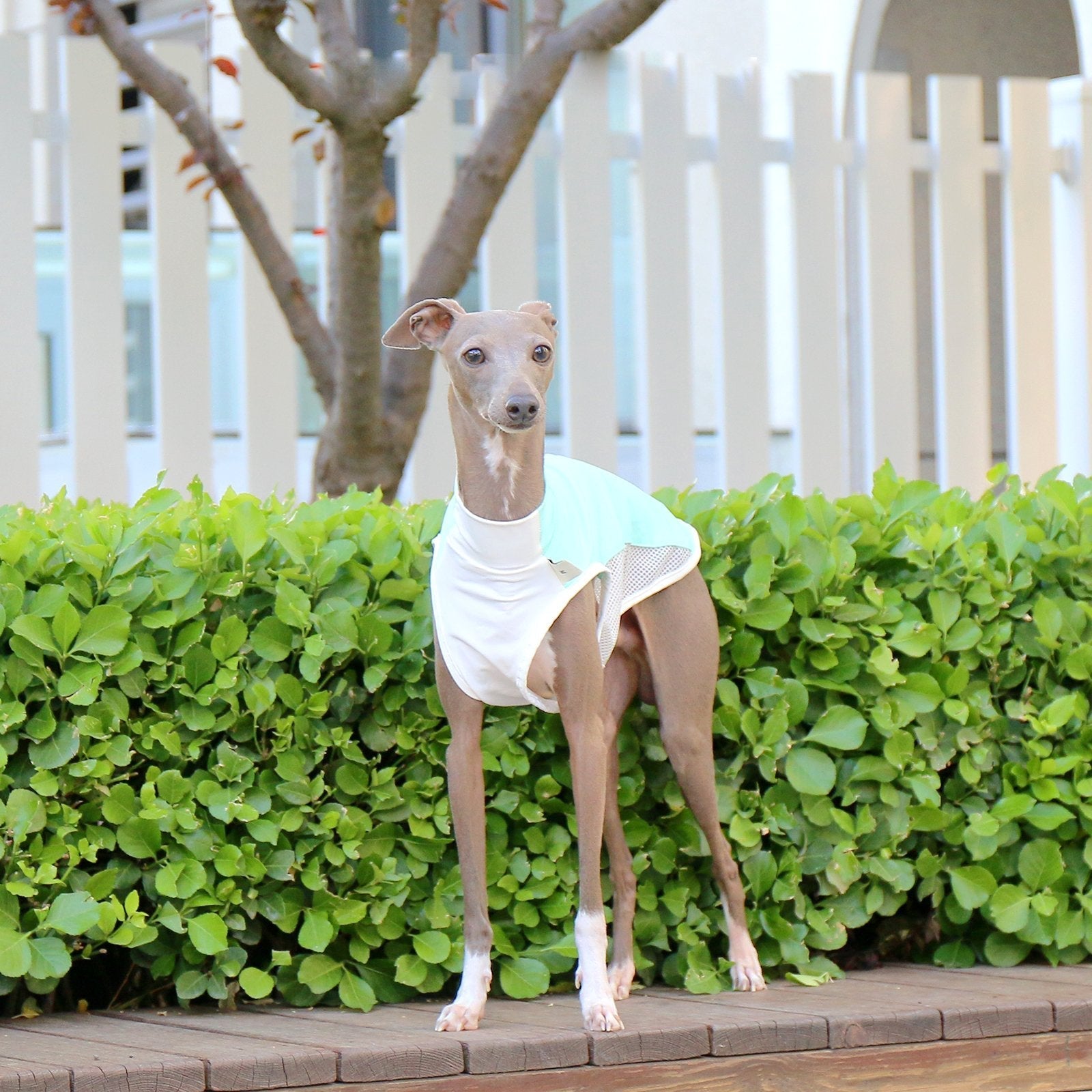 Cooling Colorblock Vest Summer Breathable Shirt for Italian Greyhound Whippet - PIKAPIKA
