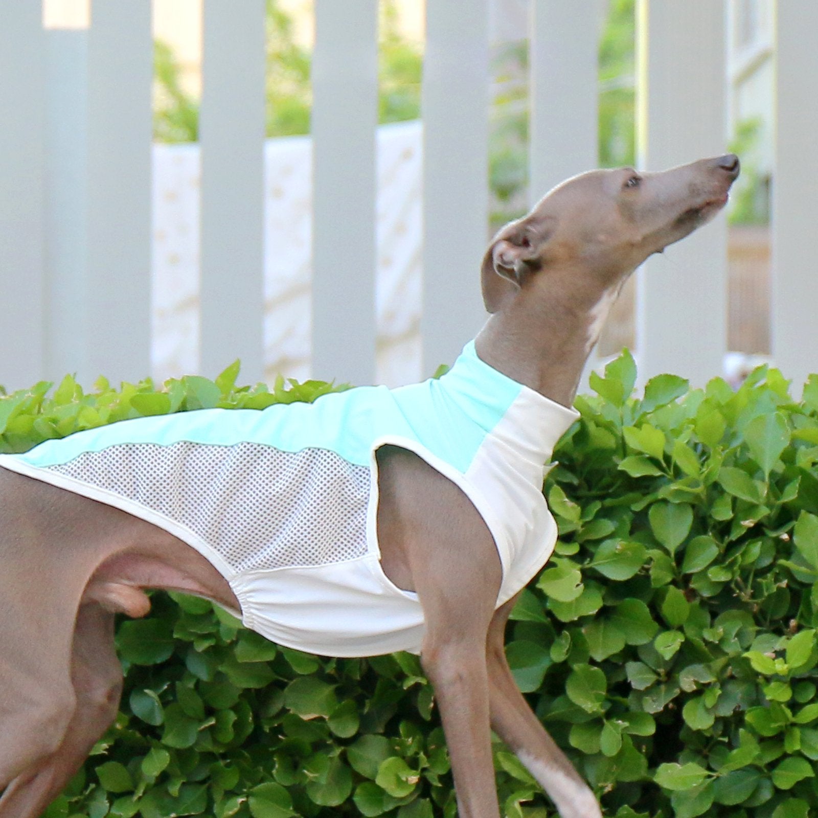 Cooling Colorblock Vest Summer Breathable Shirt for Italian Greyhound Whippet - PIKAPIKA