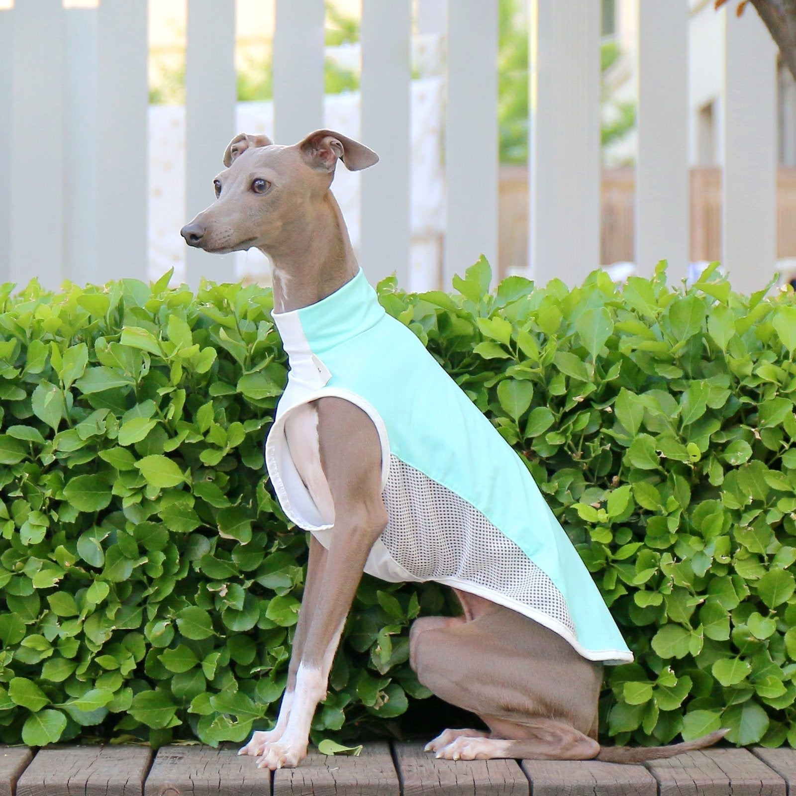 Cooling Colorblock Vest Summer Breathable Shirt for Italian Greyhound Whippet - PIKAPIKA