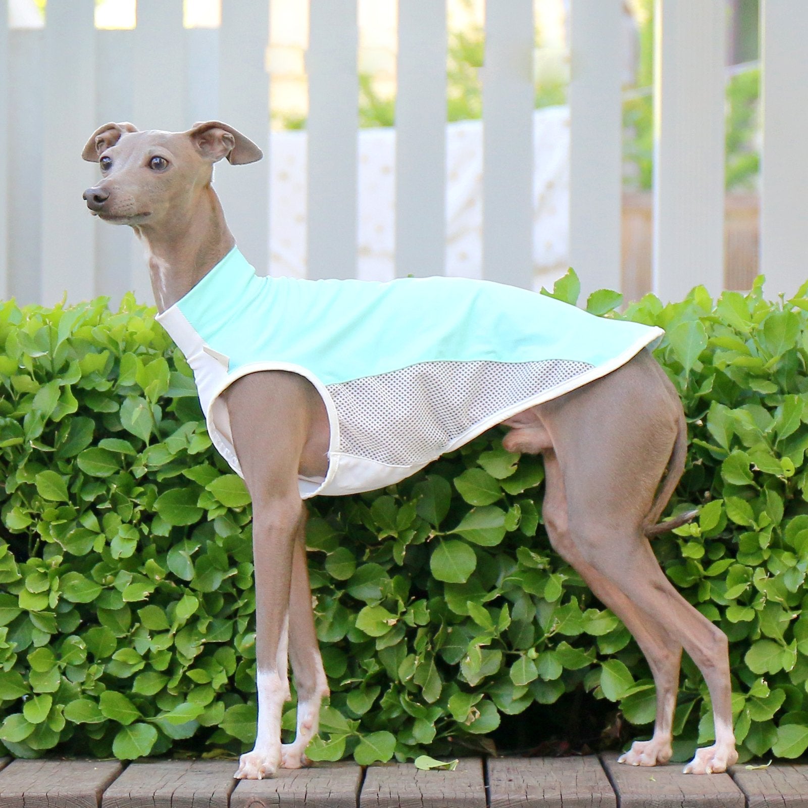Cooling Colorblock Vest Summer Breathable Shirt for Italian Greyhound Whippet - PIKAPIKA