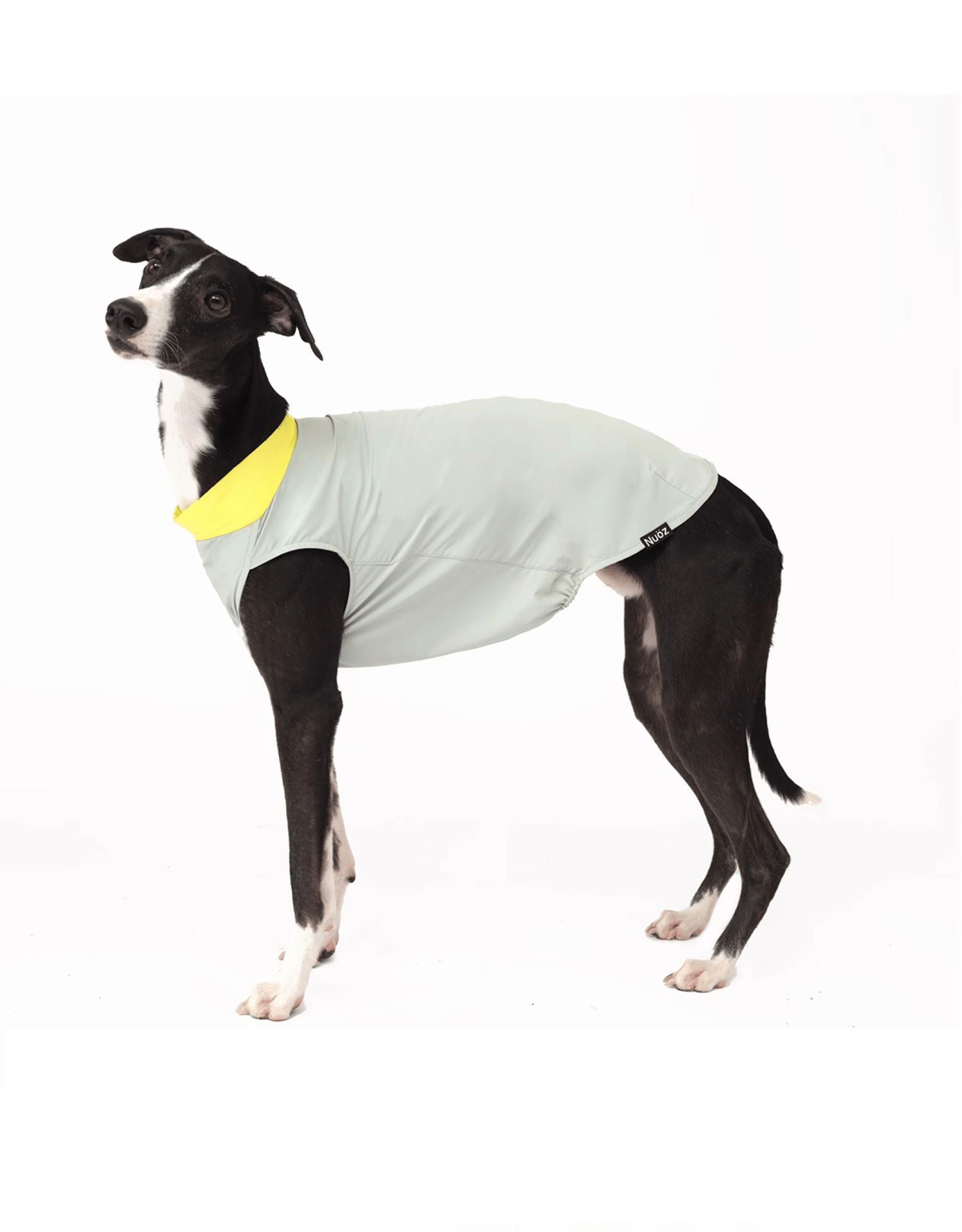 Cooling Dog Shirt Colorblock Summer Pet Base Layer for Italian Greyhound - PIKAPIKA