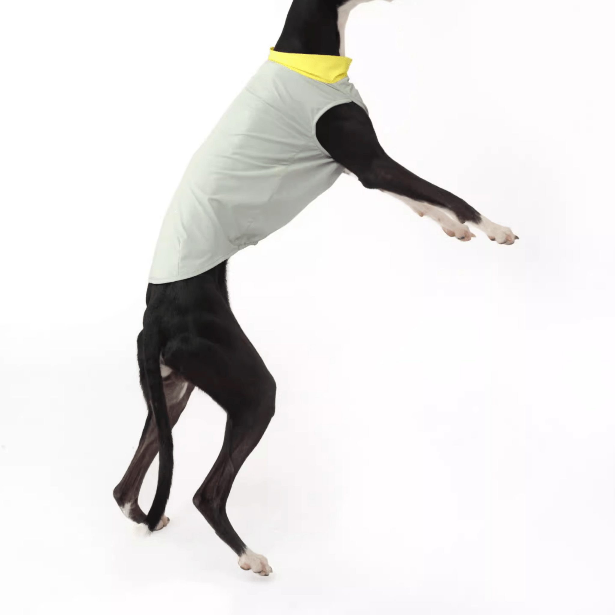 Cooling Dog Shirt Colorblock Summer Pet Base Layer for Italian Greyhound - PIKAPIKA