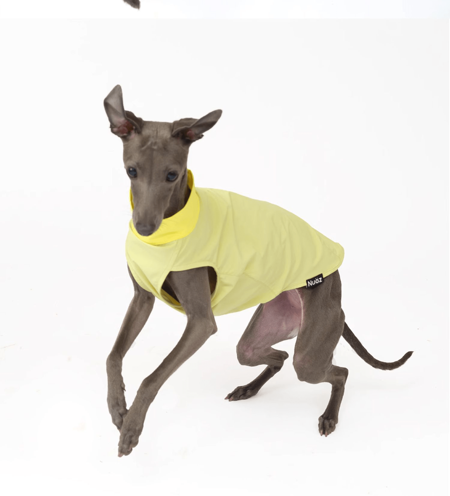 Cooling Dog Shirt Colorblock Summer Pet Base Layer for Italian Greyhound - PIKAPIKA