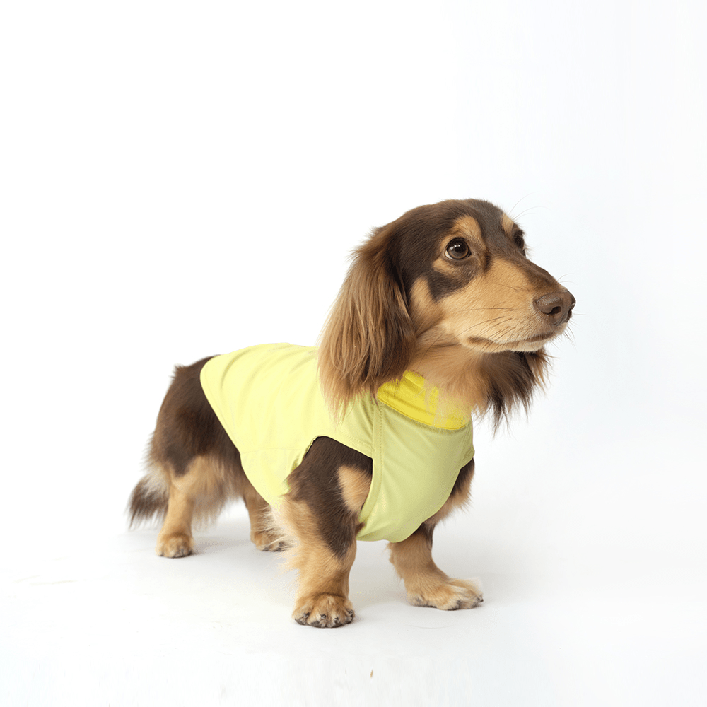Cooling Dog T-Shirt Colorblock Summer Pet Base Layer for Dachshund - PIKAPIKA
