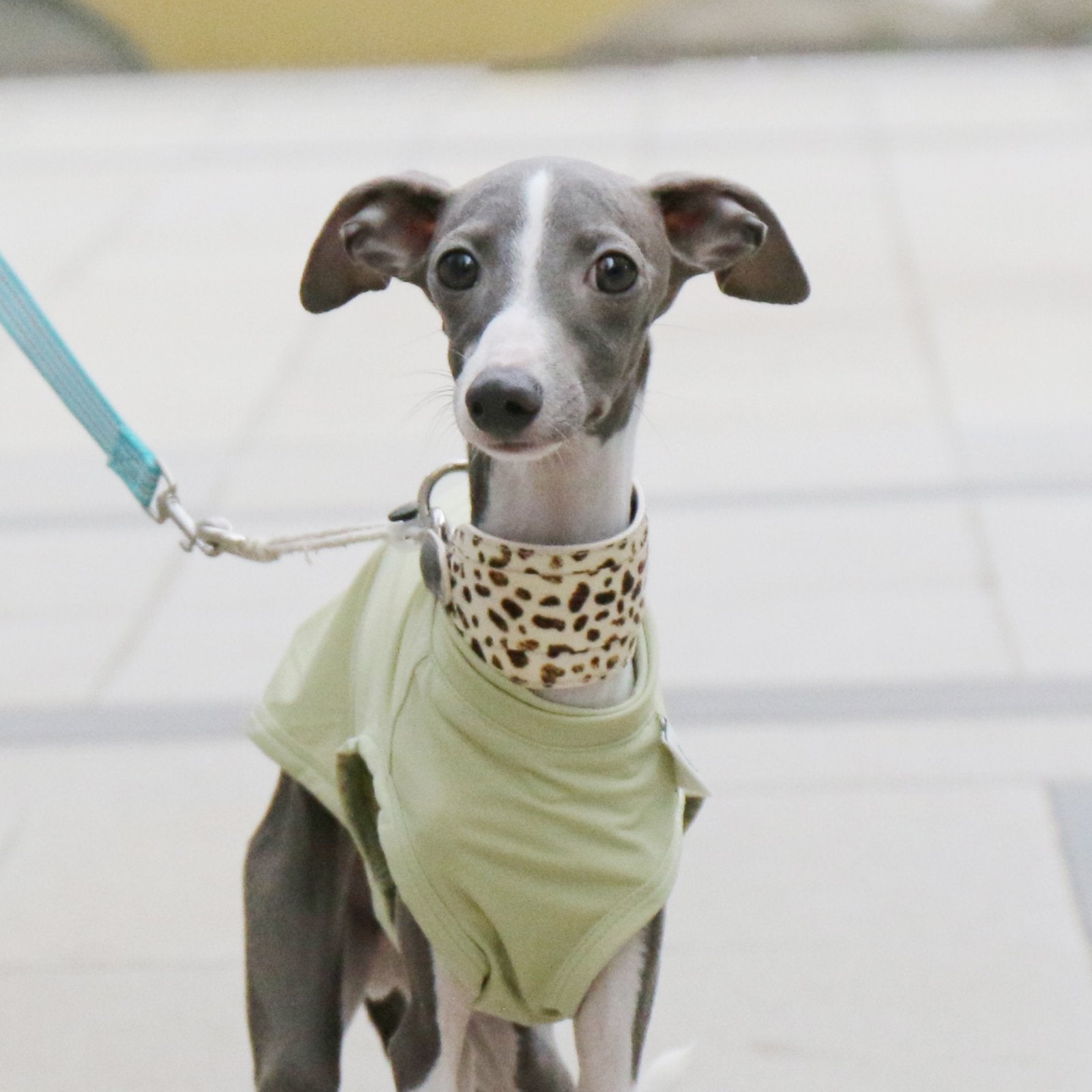 Cooling Nylon Vest Summer Sun Shirt for Italian Greyhound Whippet - PIKAPIKA