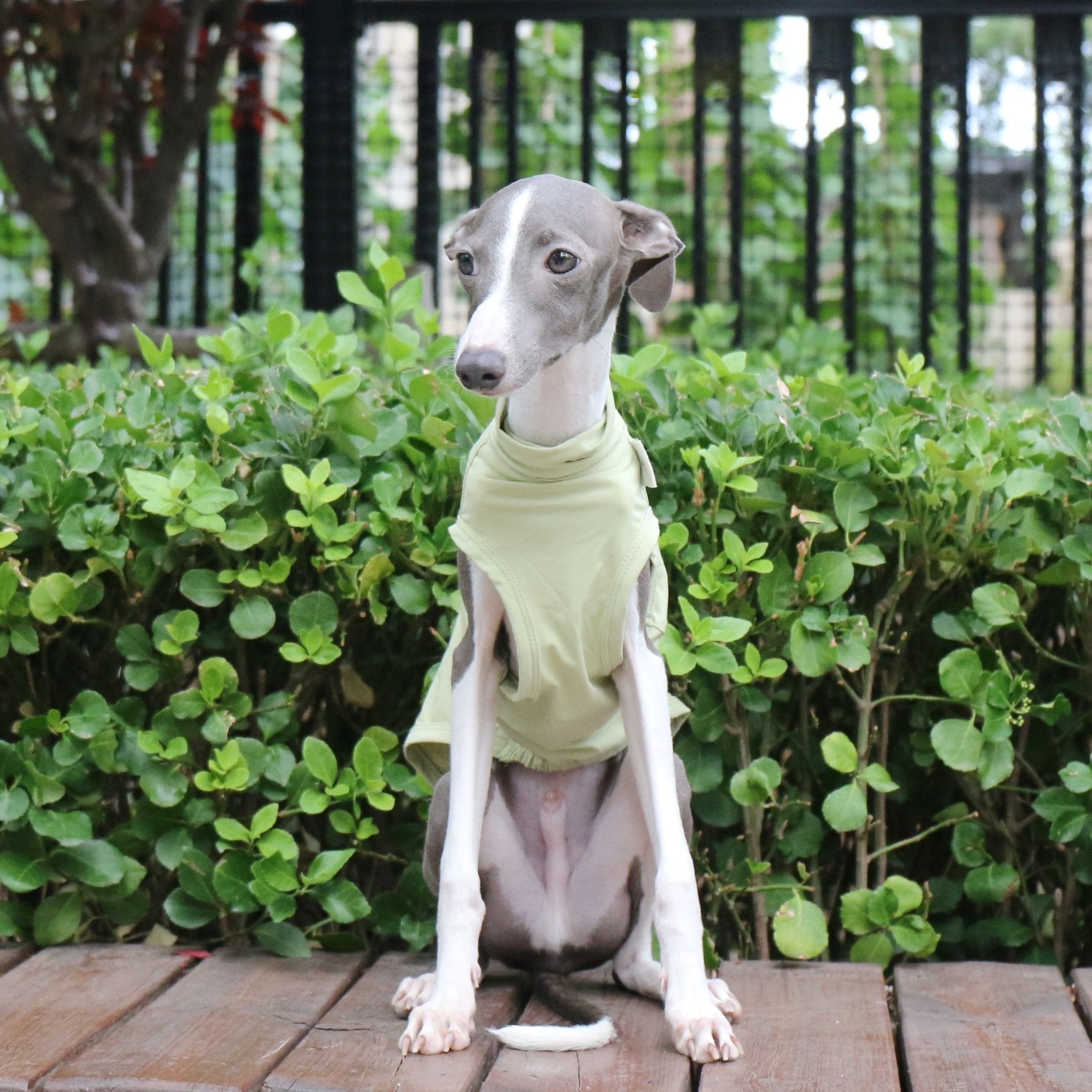 Cooling Nylon Vest Summer Sun Shirt for Italian Greyhound Whippet - PIKAPIKA