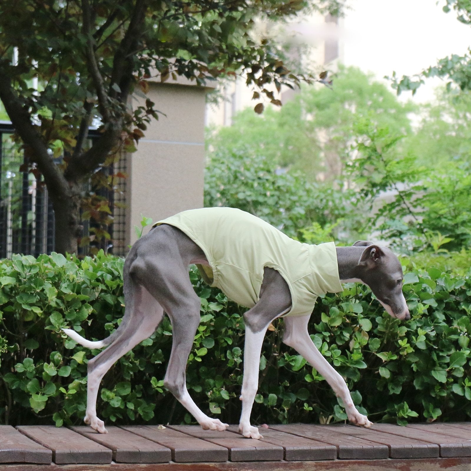 Cooling Nylon Vest Summer Sun Shirt for Italian Greyhound Whippet - PIKAPIKA