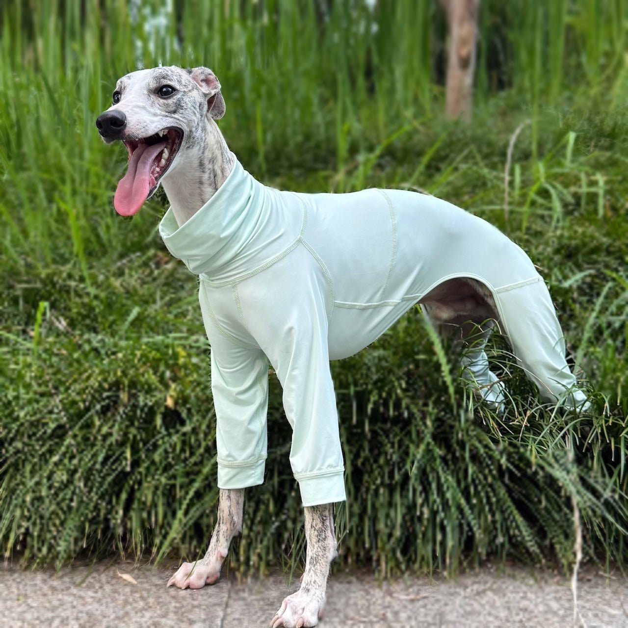 Cooling Protective Shirt Summer Bug and Dirt Resistant for Sighthounds - PIKAPIKA