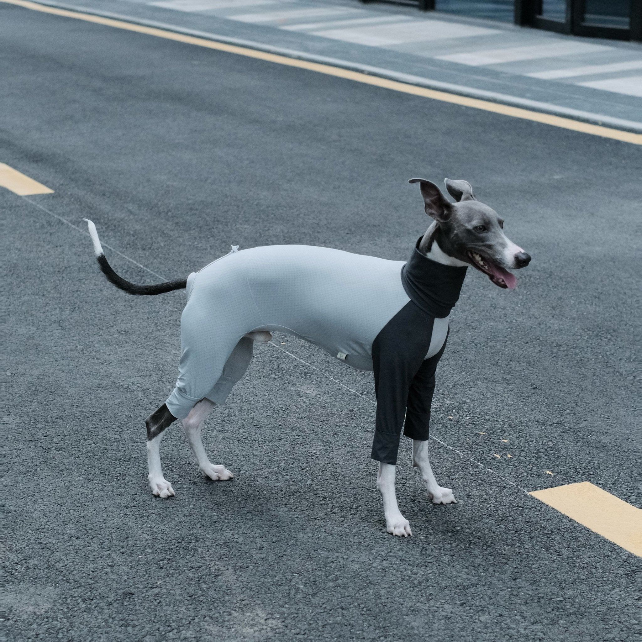 Cooling Quick - Dry Anti - Bug Jumpsuit For Italian Greyhounds & Whippets - PIKAPIKA