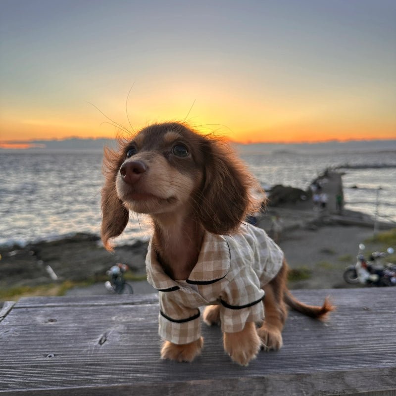 Cotton Checkered Pajama Dachshund Clothes - PIKAPIKA