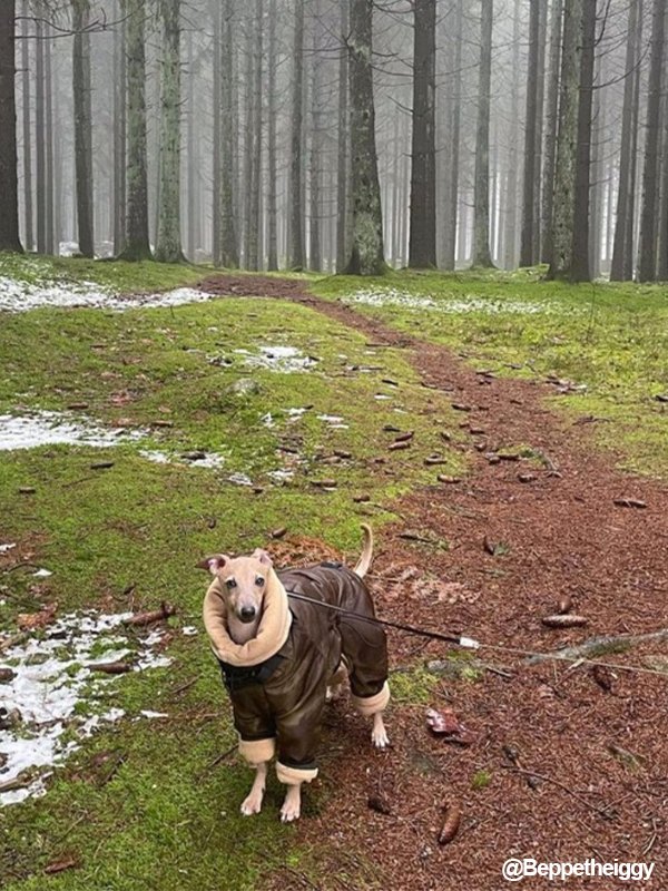 Cotton Padded Coat 4 Legs for Italian greyhound Whippet - PIKAPIKA