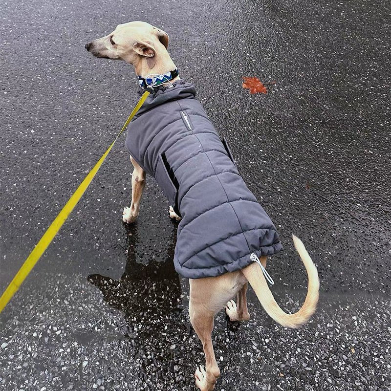 Cotton Padded Jacket Vest for Italian greyhound Whippet - PIKAPIKA