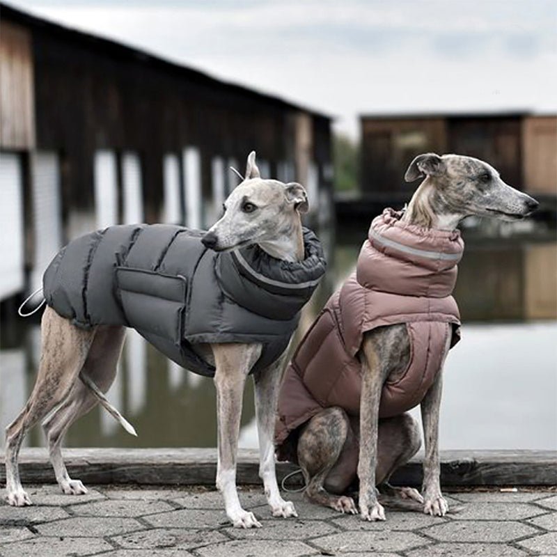 Cotton Padded Jacket Vest for Italian greyhound Whippet - PIKAPIKA