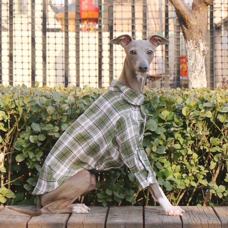 Cotton Plaid Shirt Soft for Italian Greyhound & Whippet Dogs - PIKAPIKA
