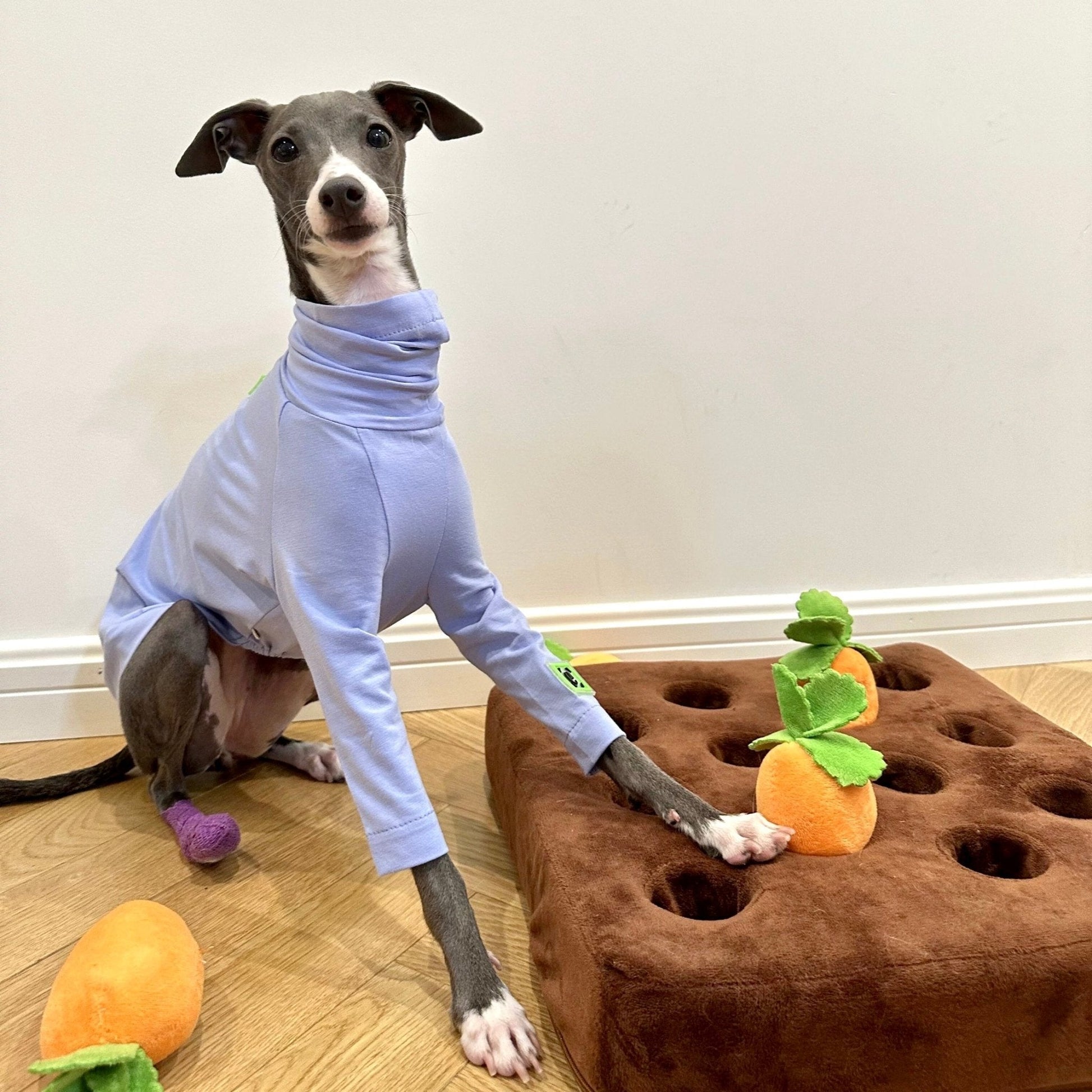 Cotton Shirt T-shirt Italian Greyhound Whippet Dog Clothes - PIKAPIKA