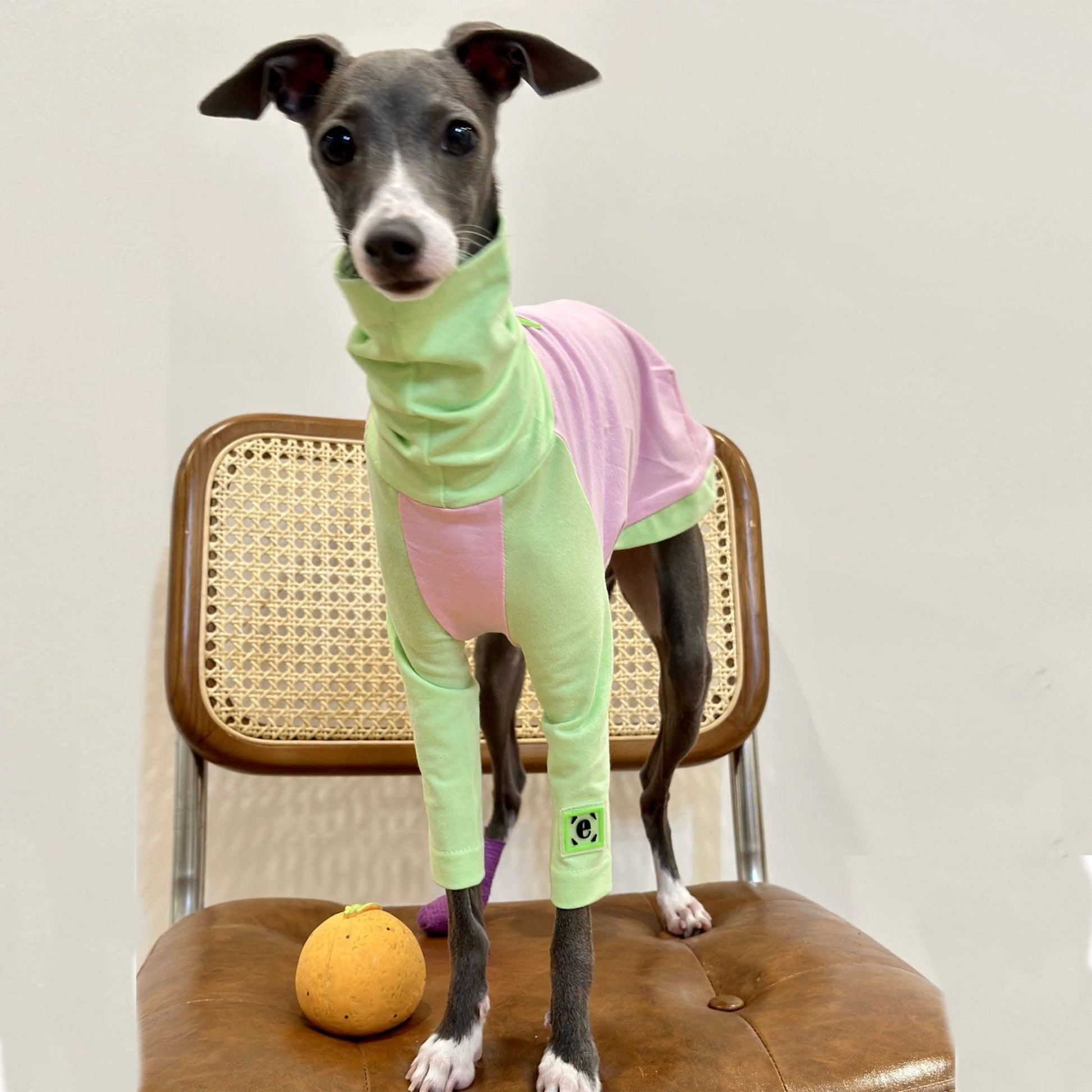 Cotton Shirt T-shirt Italian Greyhound Whippet Dog Clothes - PIKAPIKA
