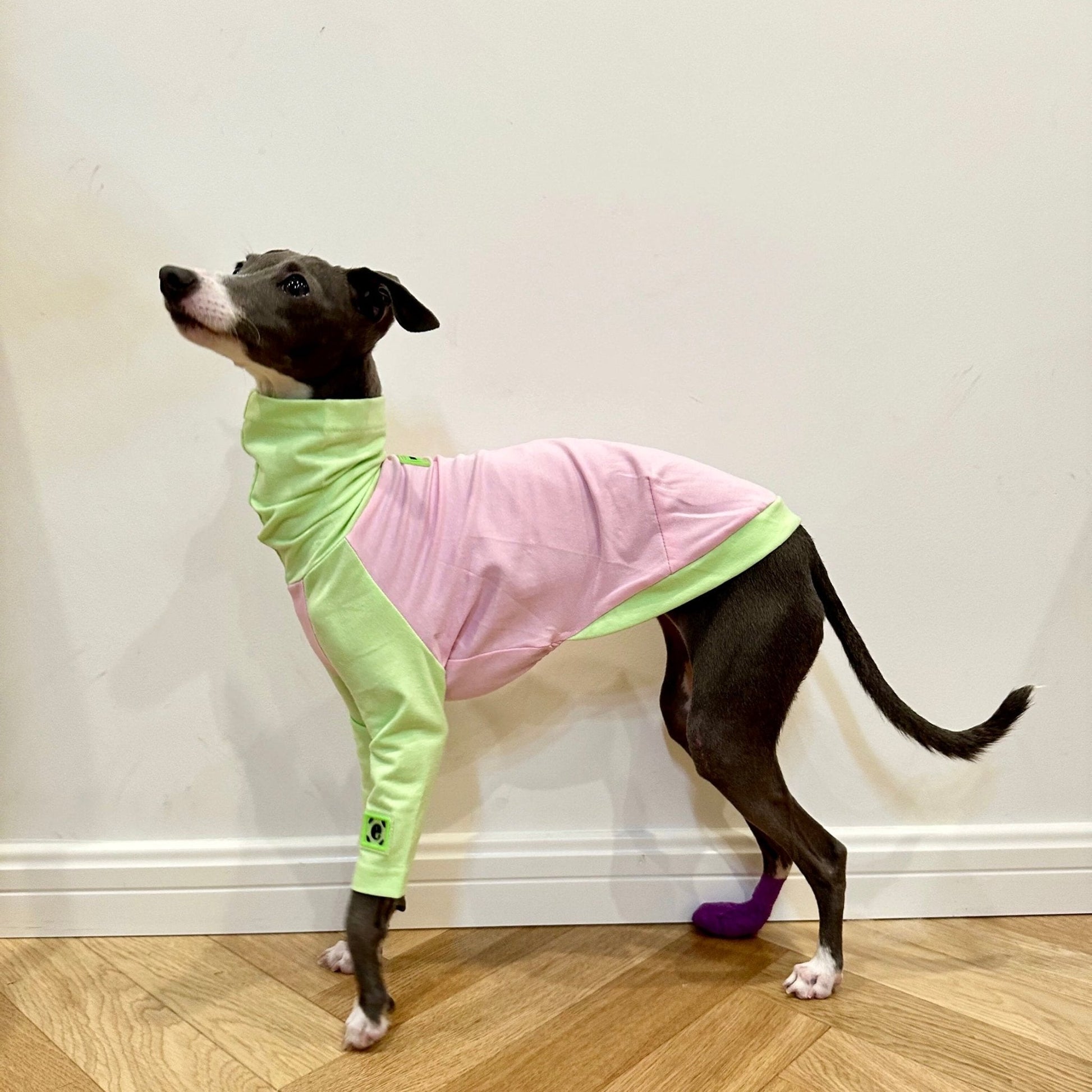 Cotton Shirt T-shirt Italian Greyhound Whippet Dog Clothes - PIKAPIKA