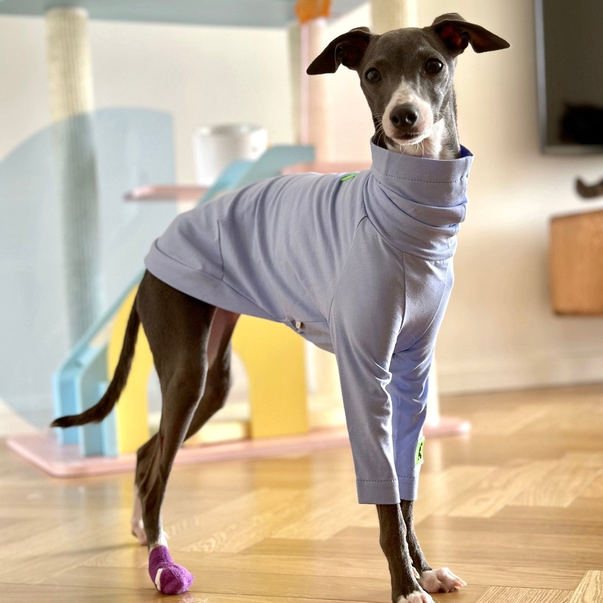 Cotton Shirt T-shirt Italian Greyhound Whippet Dog Clothes - PIKAPIKA