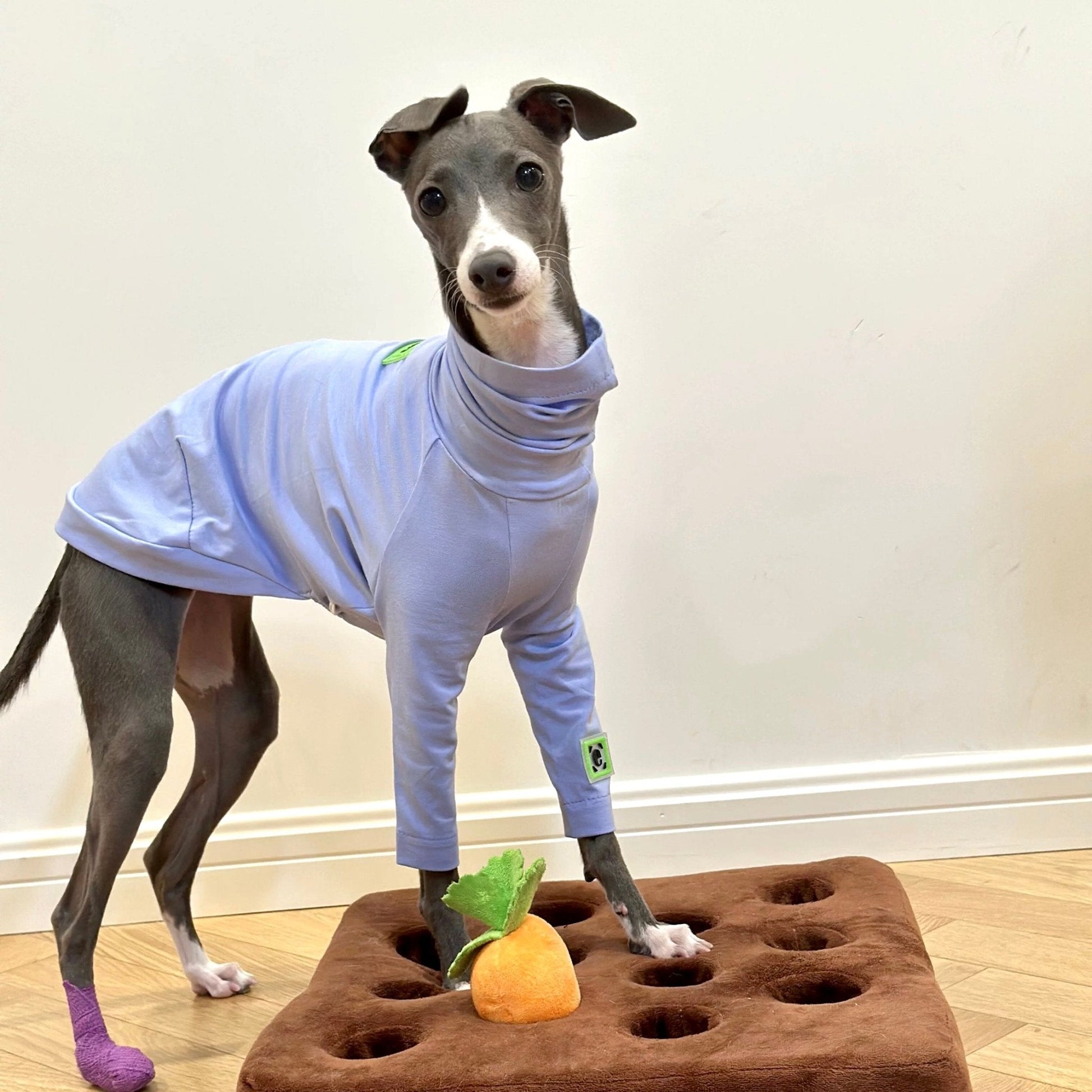 Cotton Shirt T-shirt Italian Greyhound Whippet Dog Clothes - PIKAPIKA