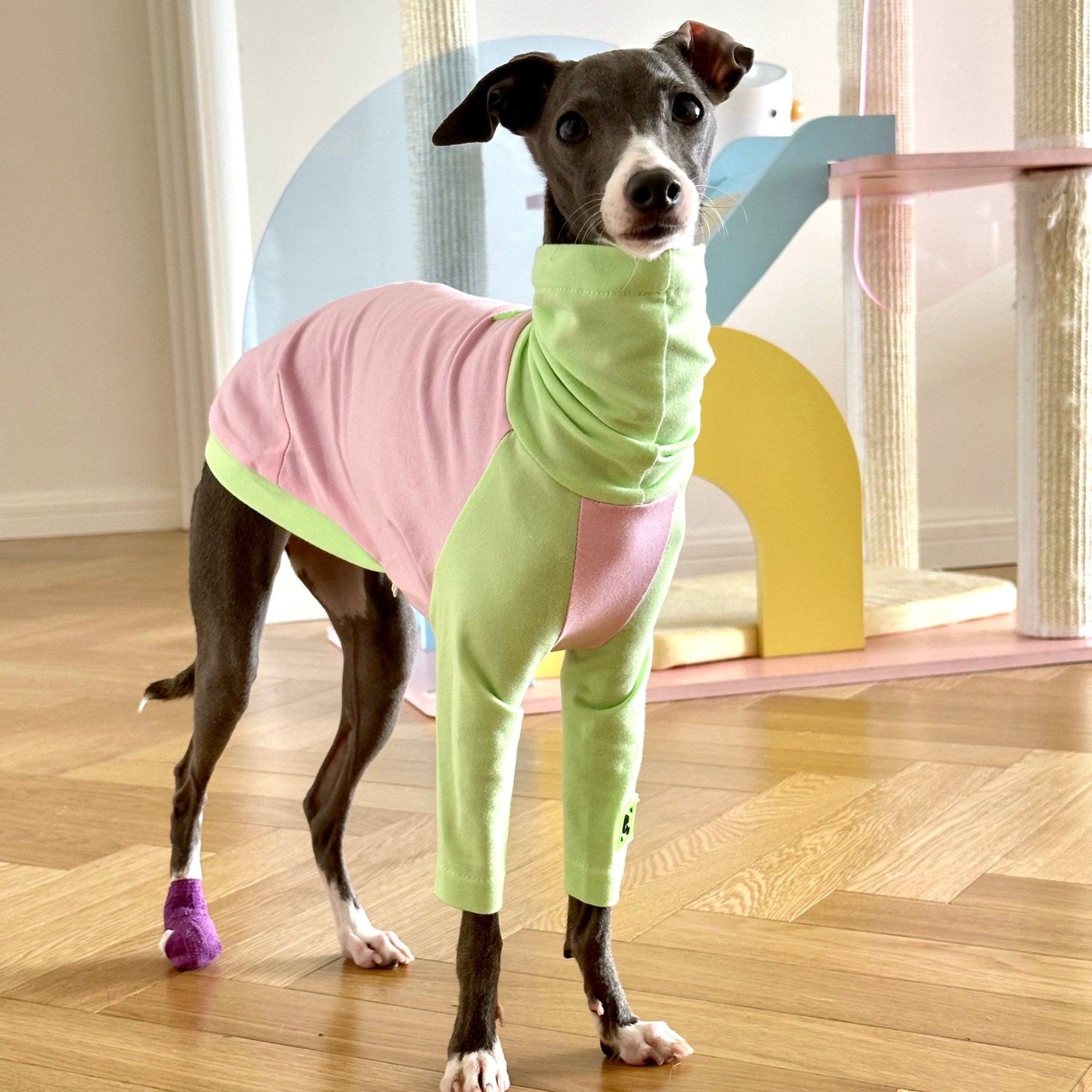 Cotton Shirt T-shirt Italian Greyhound Whippet Dog Clothes - PIKAPIKA
