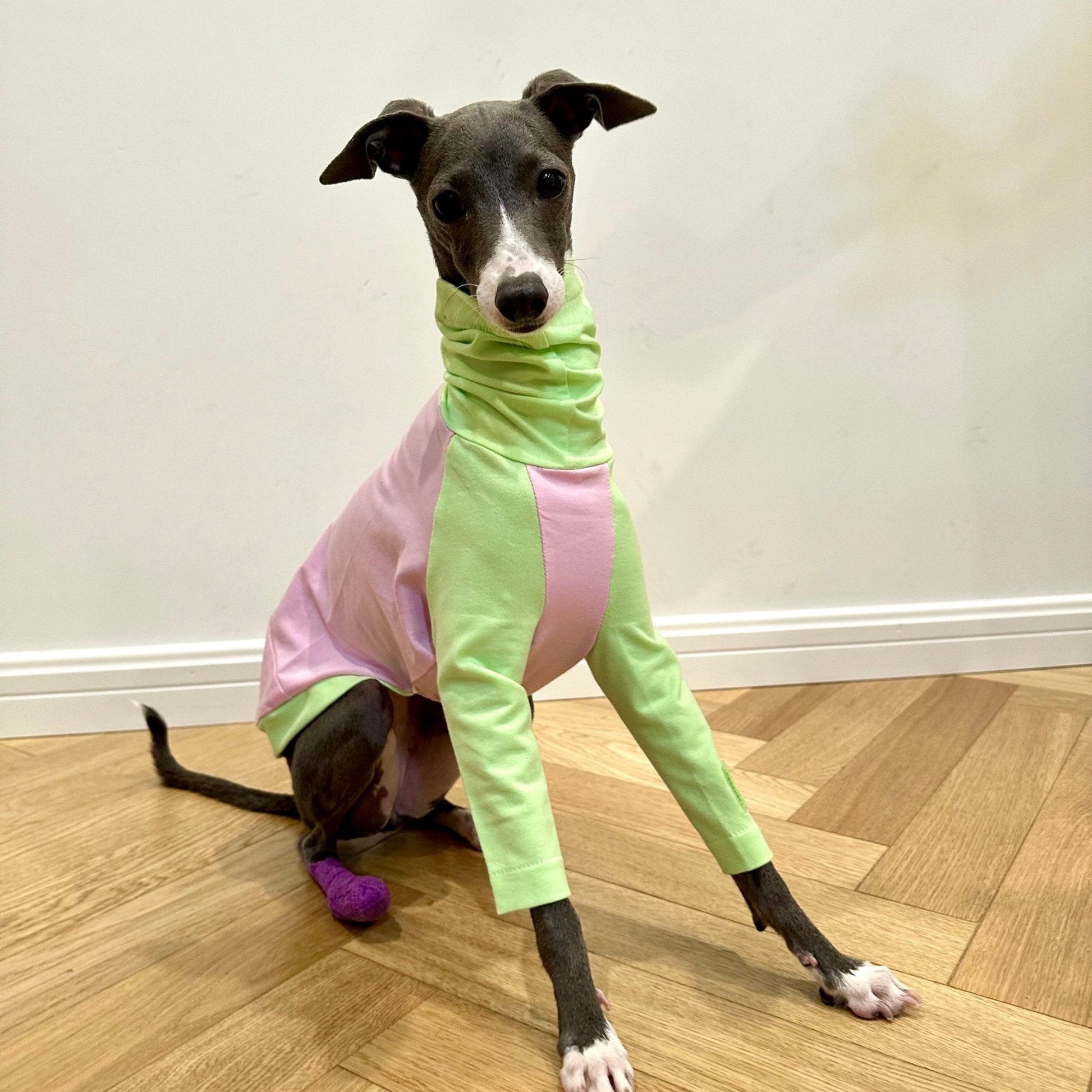 Cotton Shirt T-shirt Italian Greyhound Whippet Dog Clothes - PIKAPIKA