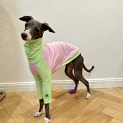 Cotton Shirt T-shirt Italian Greyhound Whippet Dog Clothes - PIKAPIKA