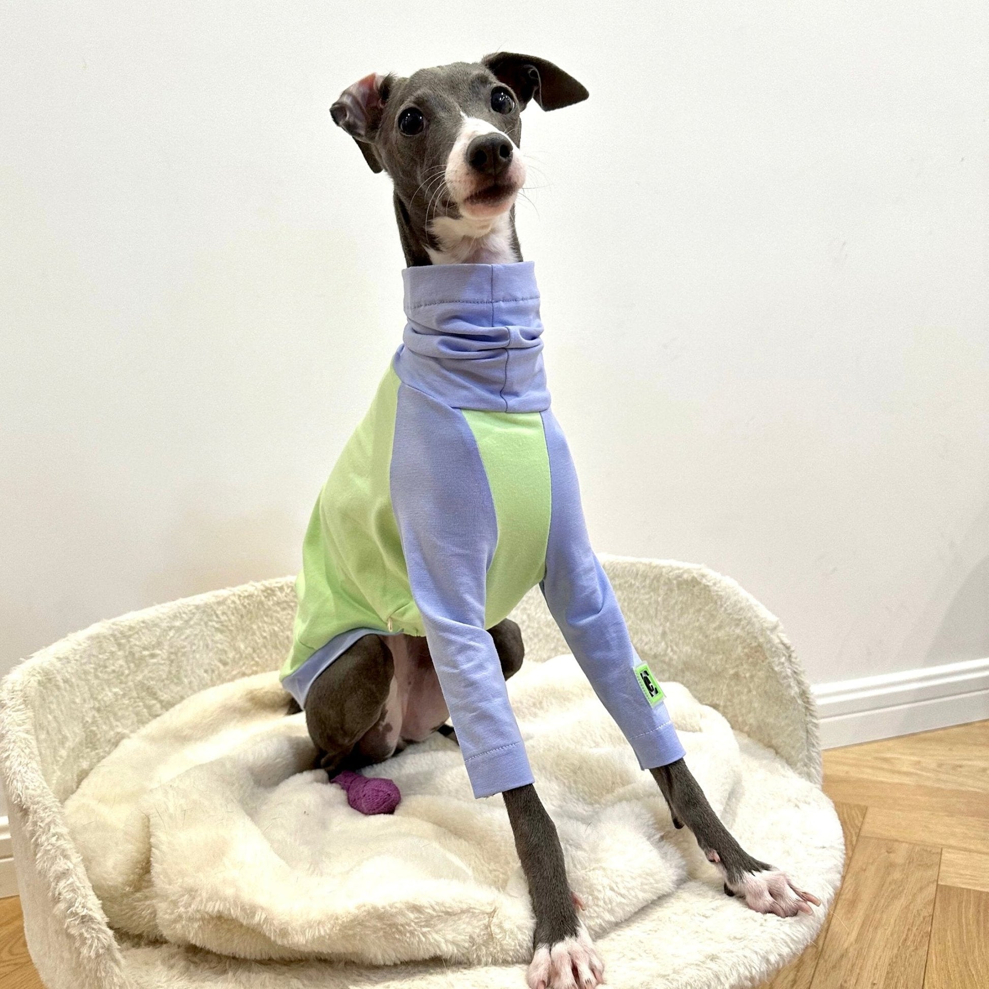 Cotton T-shirt Shirt Italian Greyhound Whippet Dog Clothes - PIKAPIKA