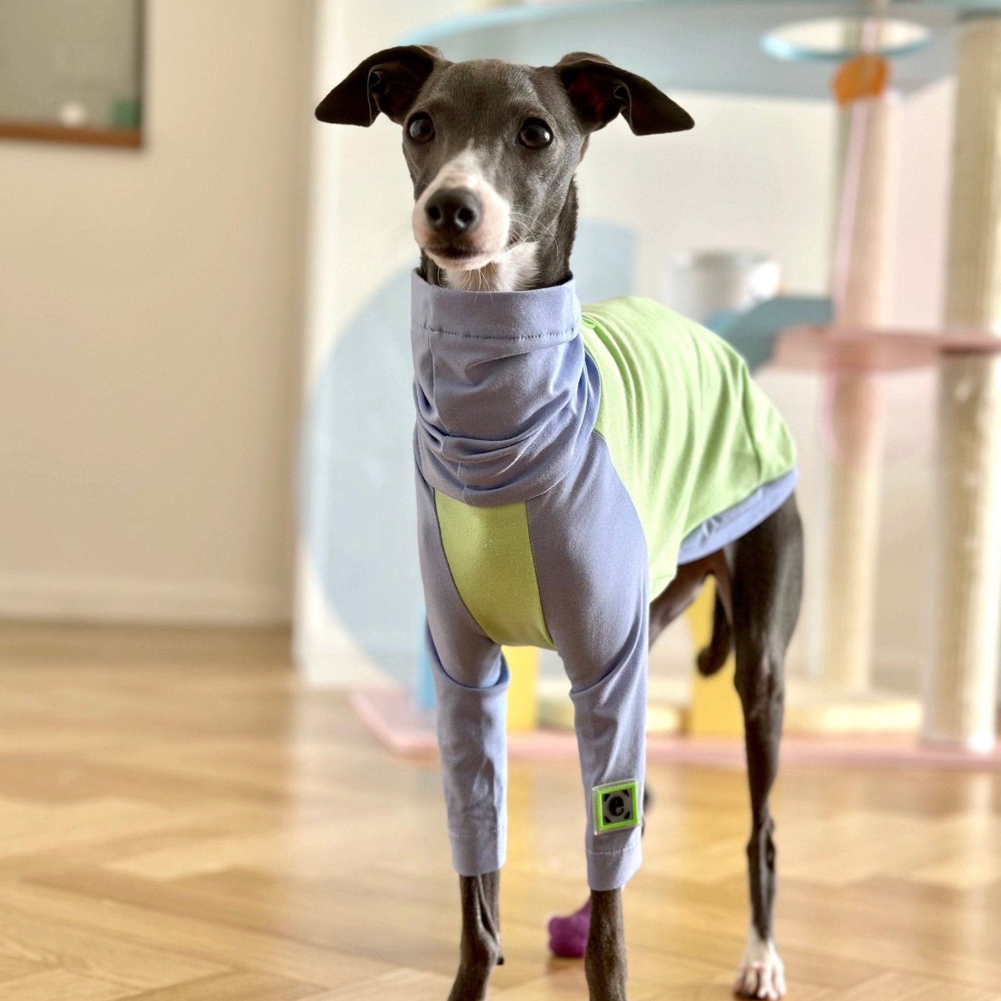 Cotton T-shirt Shirt Italian Greyhound Whippet Dog Clothes - PIKAPIKA