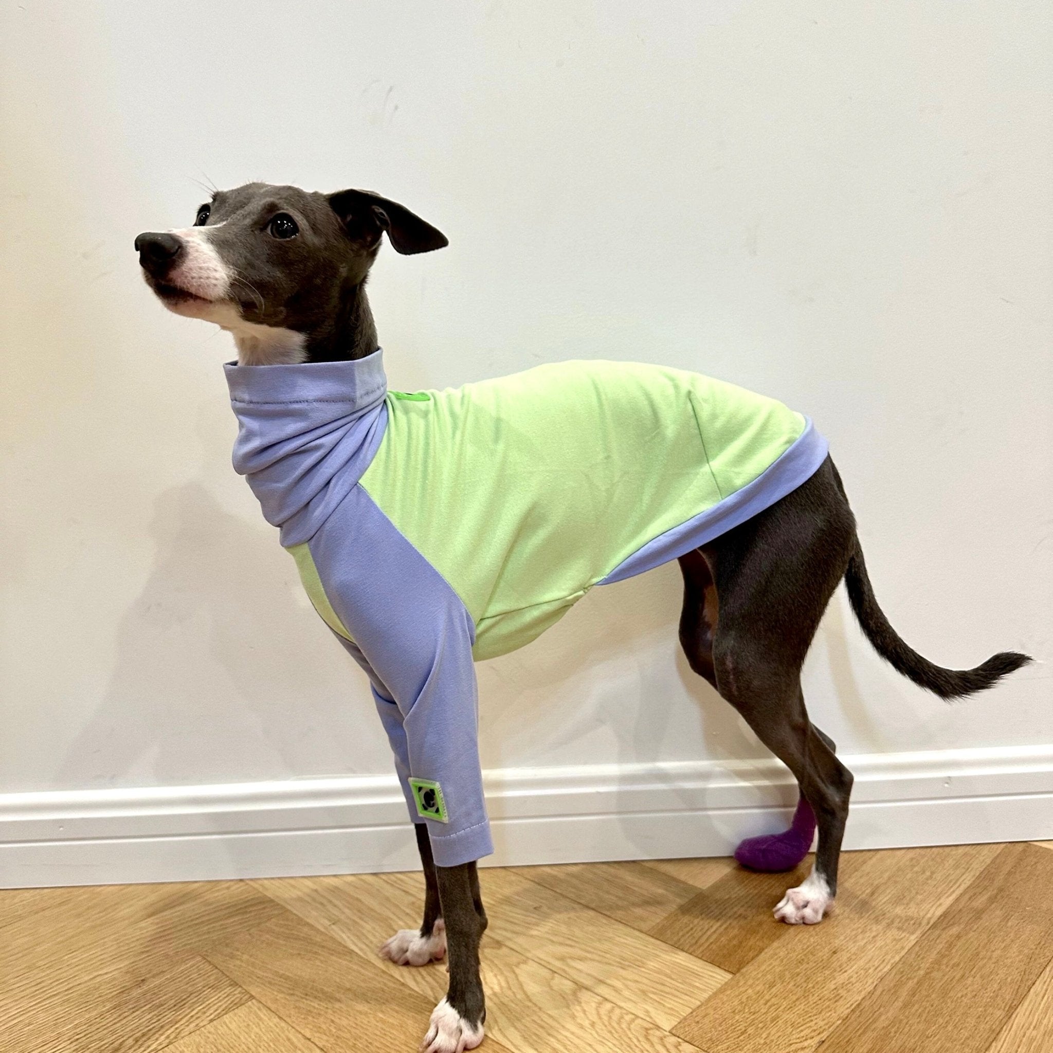 Cotton T-shirt Shirt Italian Greyhound Whippet Dog Clothes - PIKAPIKA