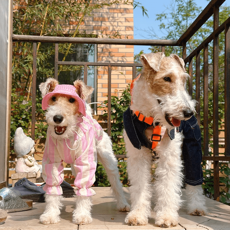 Cotton Tencel Breathable Cooling Shirts for Italian Greyhound & Whippet - PIKAPIKA