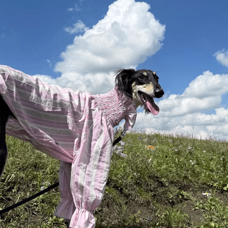 Cotton Tencel Breathable Cooling Shirts for Italian Greyhound & Whippet - PIKAPIKA