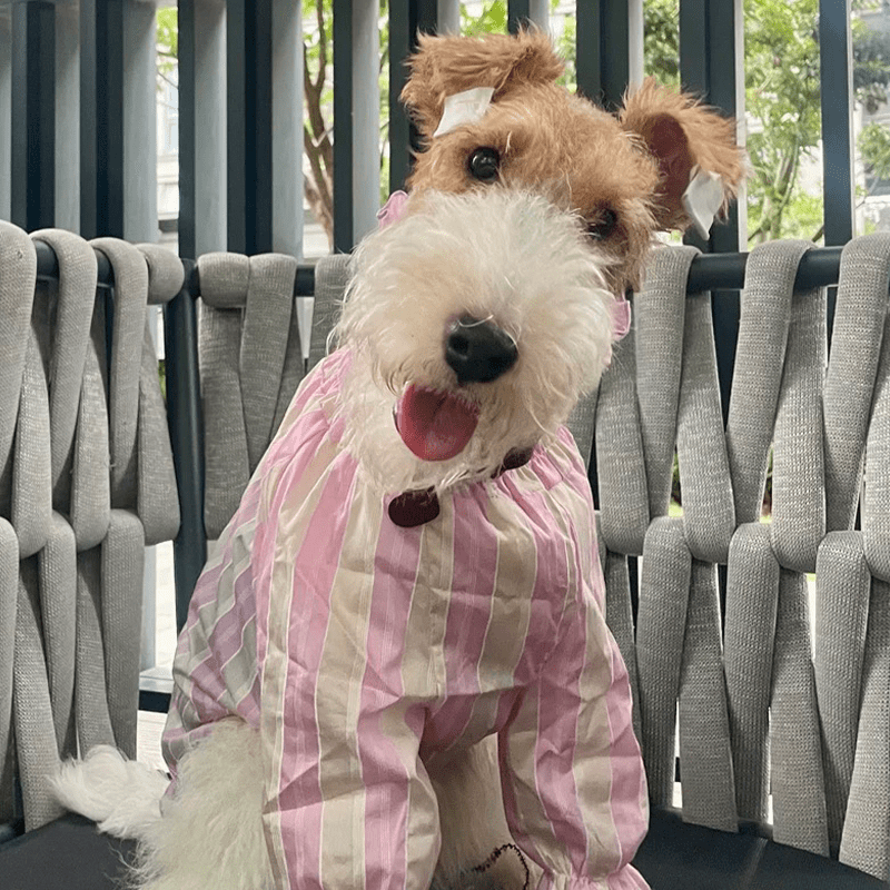 Cotton Tencel Breathable Cooling Shirts for Italian Greyhound & Whippet - PIKAPIKA