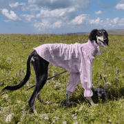Cotton Tencel Breathable Cooling Shirts for Italian Greyhound & Whippet - PIKAPIKA
