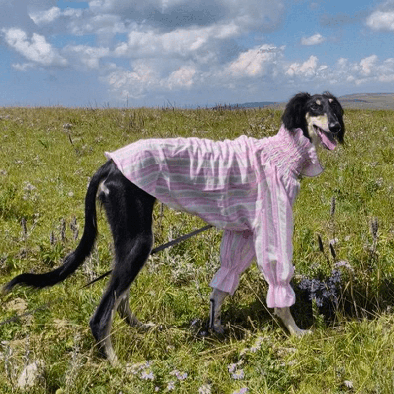 Cotton Tencel Breathable Cooling Shirts for Italian Greyhound & Whippet - PIKAPIKA