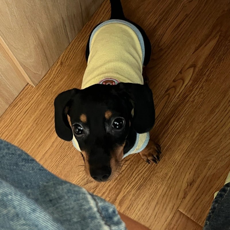 Cotton Thin Vest Breathable Sleeveless Dachshund Clothes - PIKAPIKA