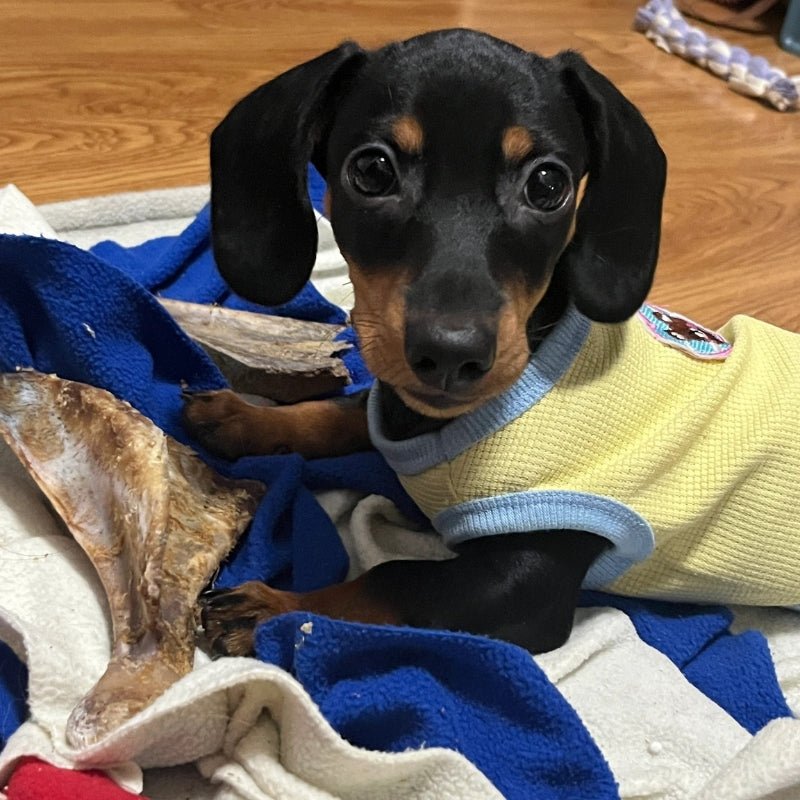 Cotton Thin Vest Breathable Sleeveless Dachshund Clothes - PIKAPIKA