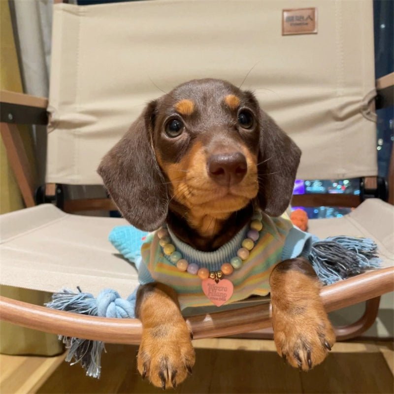 Cotton Thin Vest Dachshund Sleeveless Clothes Colorful - PIKAPIKA