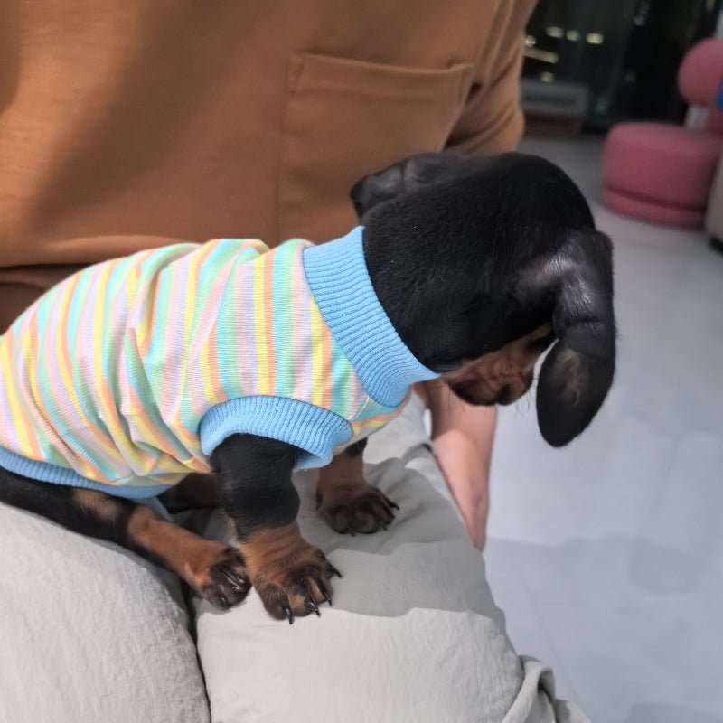 Cotton Thin Vest Dachshund Sleeveless Clothes Colorful - PIKAPIKA
