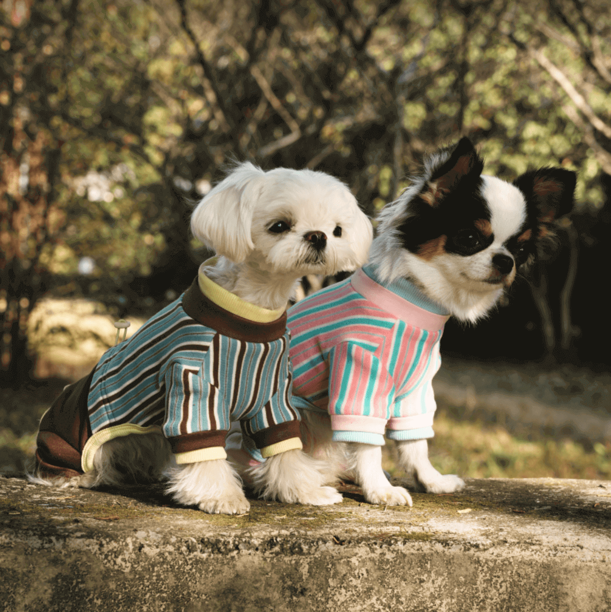 Striped Dog Recovery Suit – Soft Protective Onesie for Pets