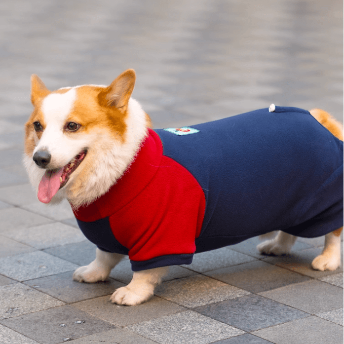 Corgi Belly Protector Dog Clothes – Soft Warm 4-Legged Outfit