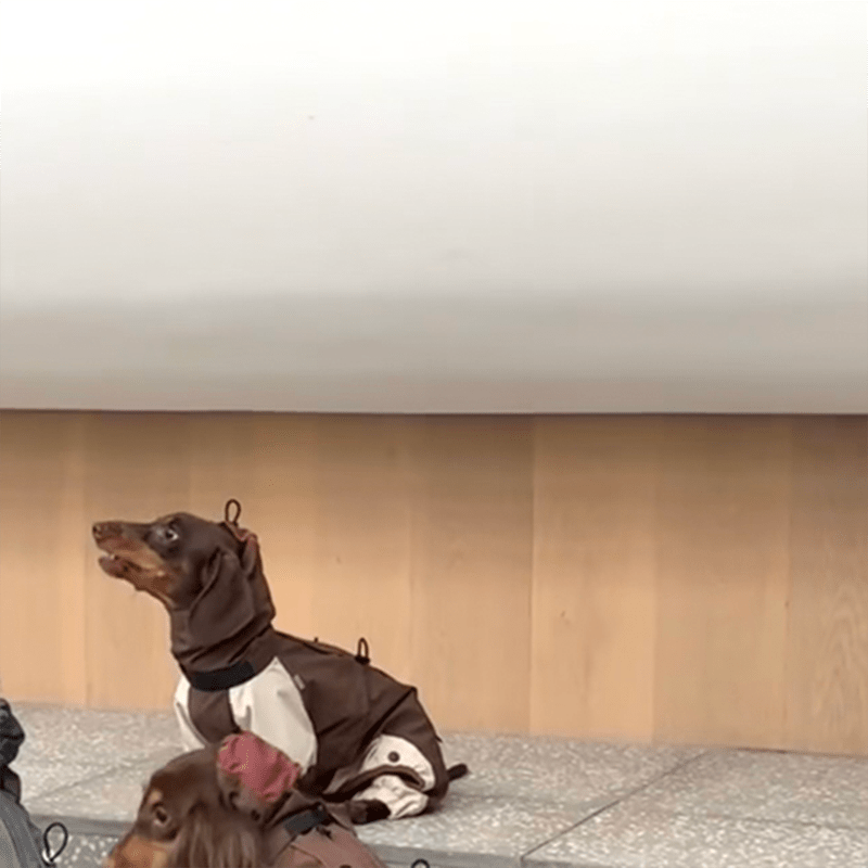 Dachshund Clothes Dog Coat Softshell Jacket Outdoor Windproof - PIKAPIKA