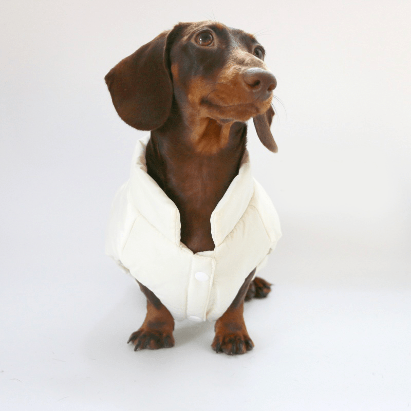 Dachshund Clothes Dog Coat Vest Padding Jacket Button - PIKAPIKA