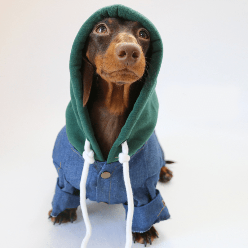 Dachshund Clothes Dog Denim Hoodie Button Jacket New York - PIKAPIKA